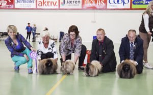 BIS Oppdretter, Pekingeser