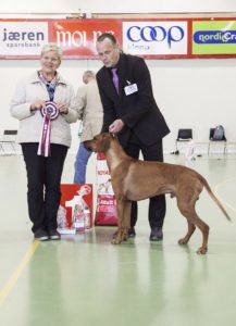 BIS Veteran, Rhodesian Ridgeback