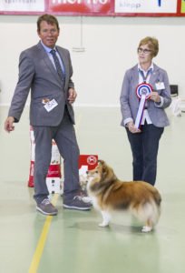 Best In Show, Shetland Sheepdog