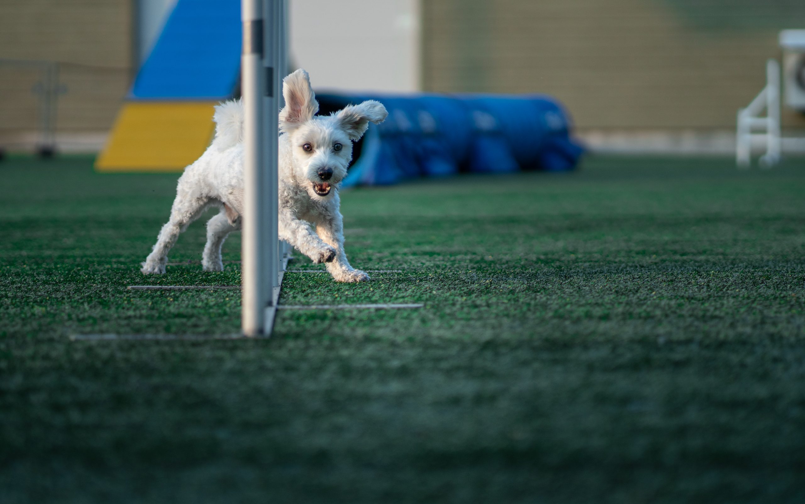 liten hvit hund som løper agility på nybegynnerkurs